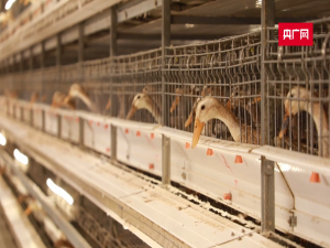 高質量發(fā)展看中國 | 鄉(xiāng)村科技“鴨”力測試：趕鴨子上樓 “孵”出共富新樣本